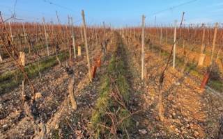 DESCENTE DES BOIS DE TAILLE