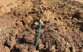 Plantation d'une nouvelle parcelle de Riesling