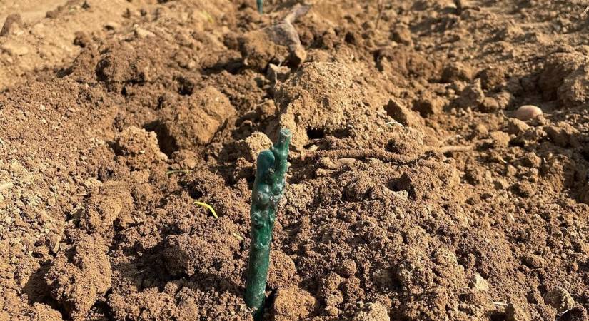 Plantation d'une nouvelle parcelle de Riesling