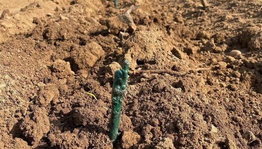 Plantation d'une nouvelle parcelle de Riesling