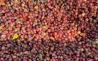 VENDANGES 2021
