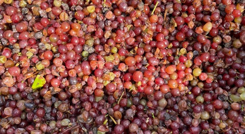 VENDANGES 2021